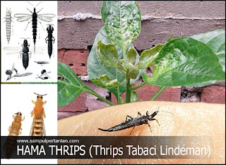 Hama Thrips (Thrips tabaci) mengenal dan mengetahui lebih lengkap