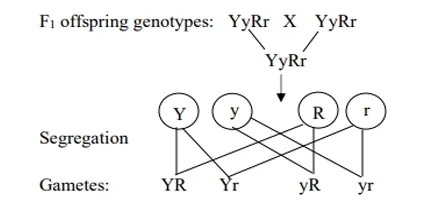 Dihybrid crossing