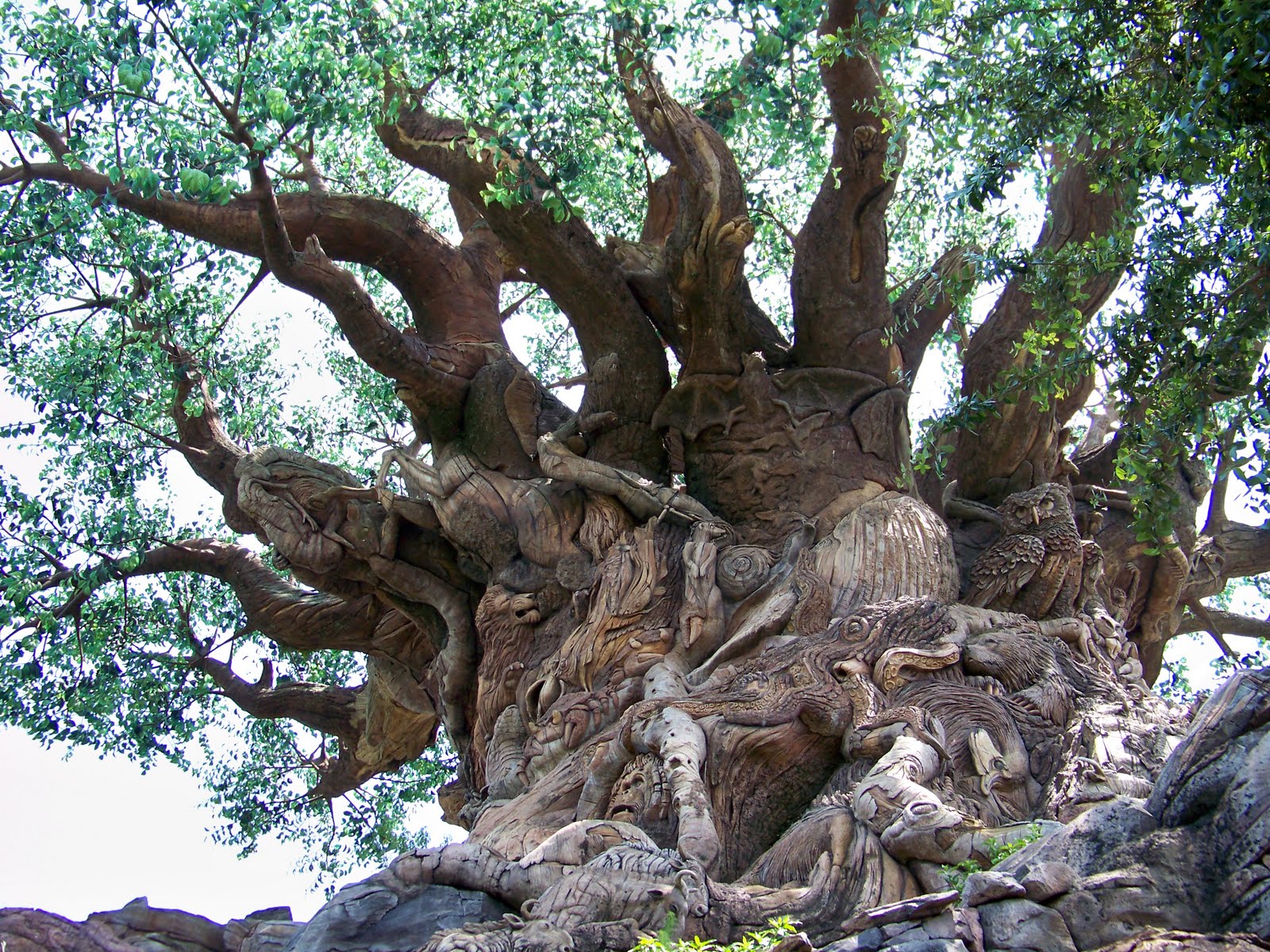 Download From My Brain to Yours: Disney World - Animal Kingdom ...