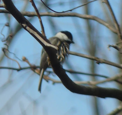 messy chickadee