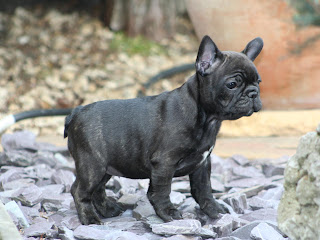 French Bulldog Puppies Wallpapers