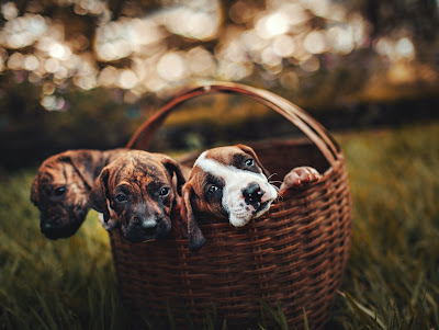Understanding Pet Allergies and How to Manage Them