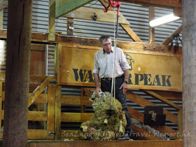 皇后鎮, 農場, 剪羊毛, walter peak farm, wool shearing