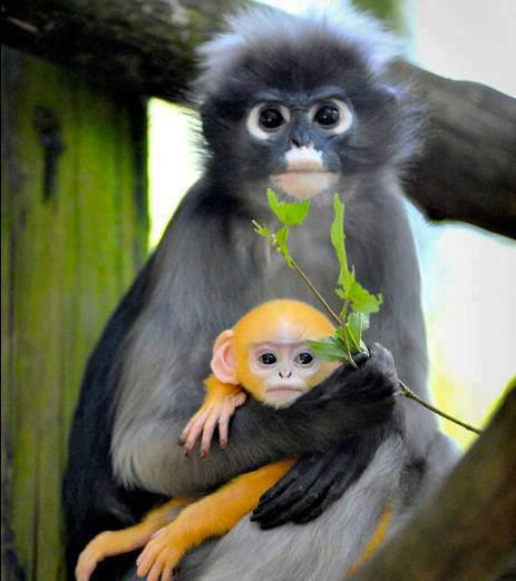 Orange Baby Monkey