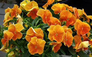 http://fotobabij.blogspot.com/2015/03/fioek-rogaty-rocky-f1-orange-viola.html