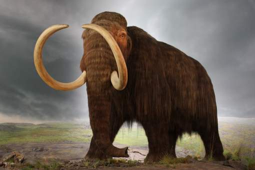  Ditemukan, Fosil Mammoth Berusia Ribuan Tahun 