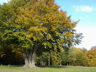 albero in autunno alle Piane di Lama Mocogno