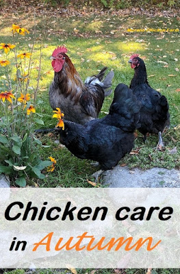 Caring for chickens in autumn