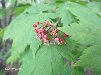 Клён ложнозибольдов (Acer pseudosieboldianum)