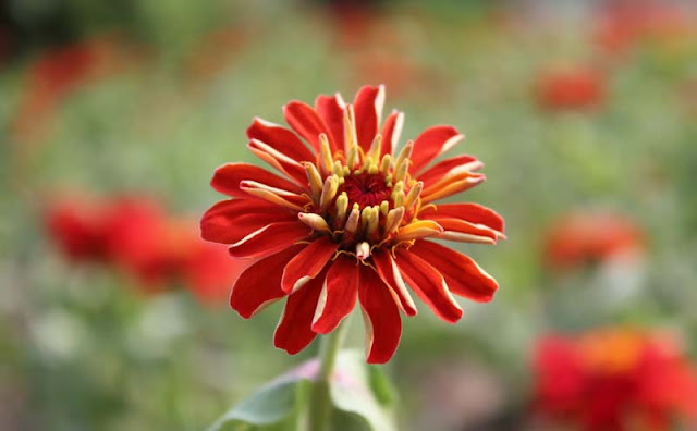 Zinnia Flowers