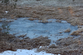 morning, yesterday, our vernal pool was frozen