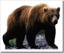 675~Grizzly-Bear-Posters