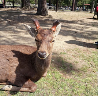 Deer at Nara