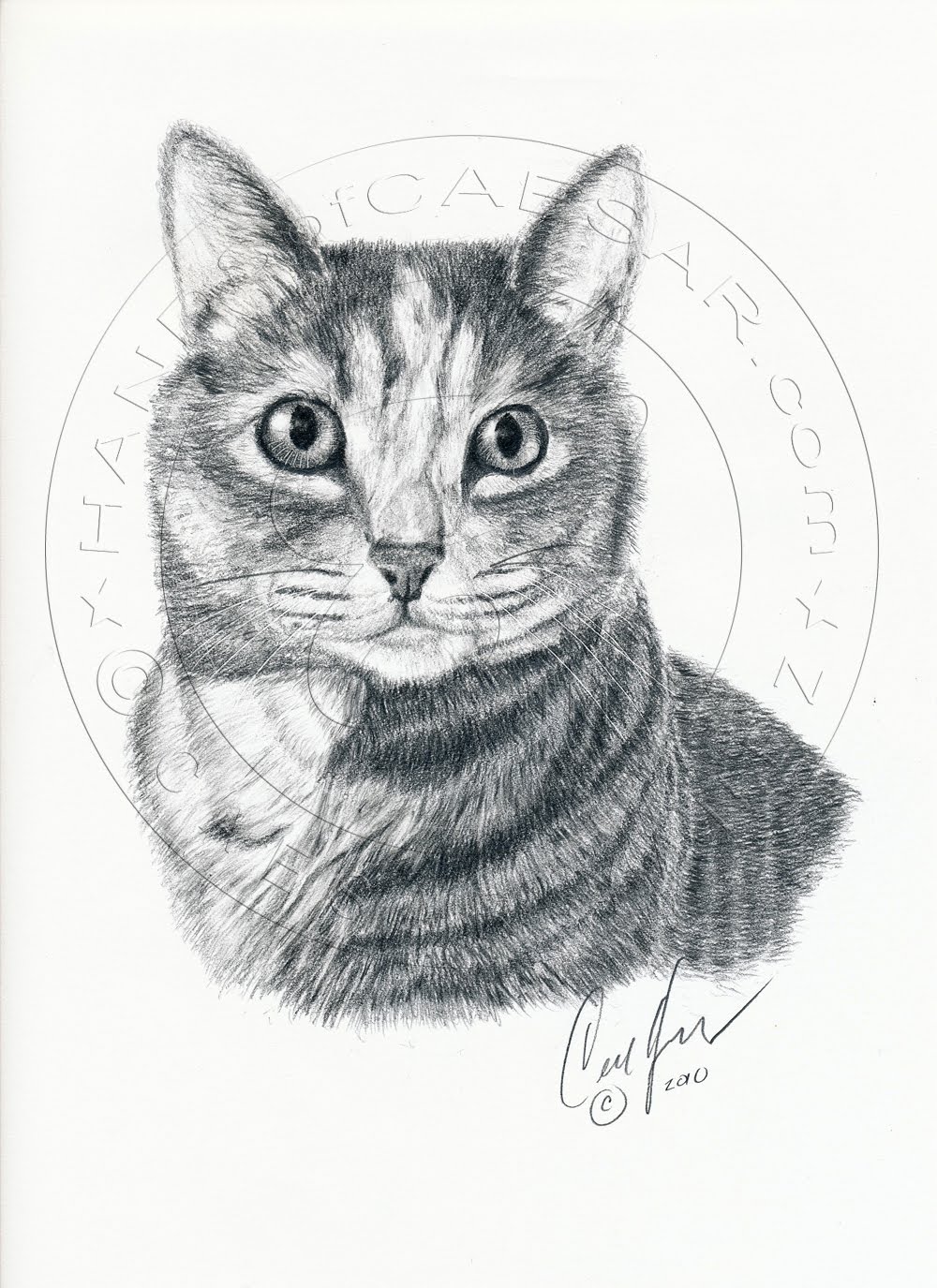 Fine Art Graphite Pencil Drawings  Cat  graphite pencil drawing 