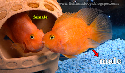 How to find a parrot fish male or female