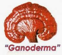 DXN Reishi Ganoderma Lingzhi Mushroom in English