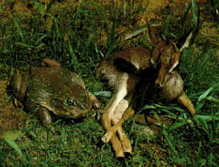 goliath frog