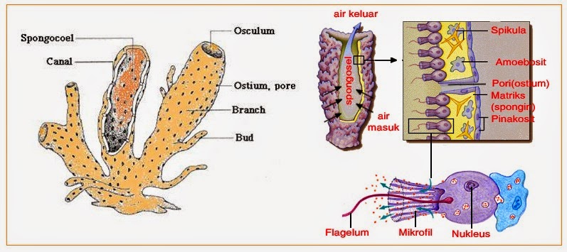 BIOLOGI GONZAGA: SEKILAS KINGDOM ANIMALIA