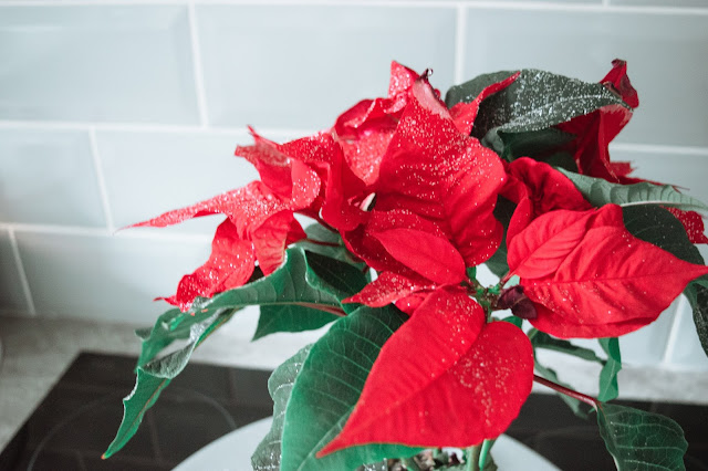 A poinsettia with plant-safe glitter