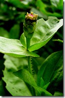 020 Garden