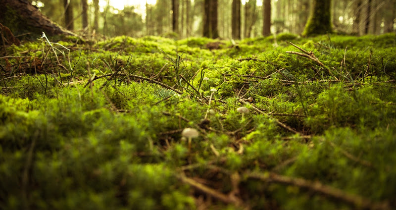 New species of plants that can help modern medicine New species of plants that can help modern medicine