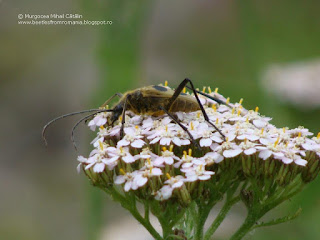 Pachyta quadrimaculata DSC119805