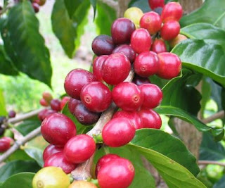 Panduan Lengkap Cara Budidaya Kopi Robusta Agar berbuah Lebat dan Panen Banyak