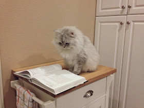 Funny cats - part 95 (40 pics + 10 gifs), cat pictures, cat reads a book