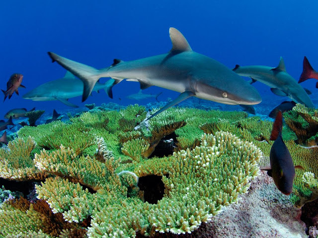 Gray Reef Sharks, Kingman Reef