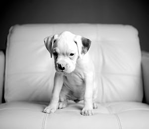 Boxer Puppy Picture