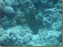 Titan Trigger Fish-1