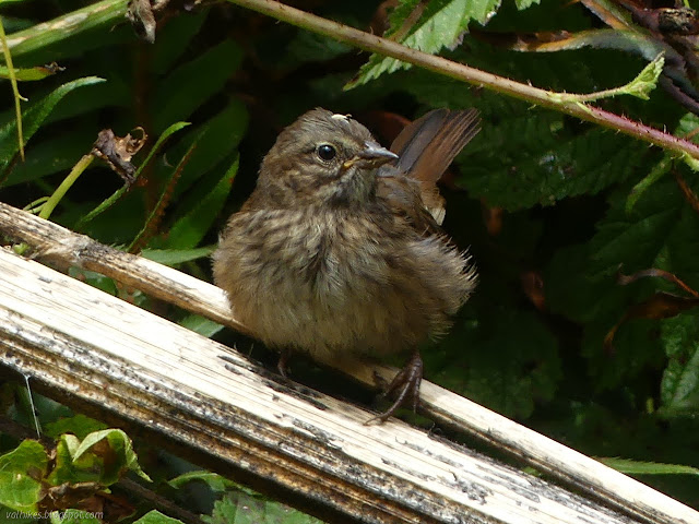 a little brown bird