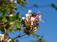 Fulles i flors d'un exemplar de xuclamel o lligabosc