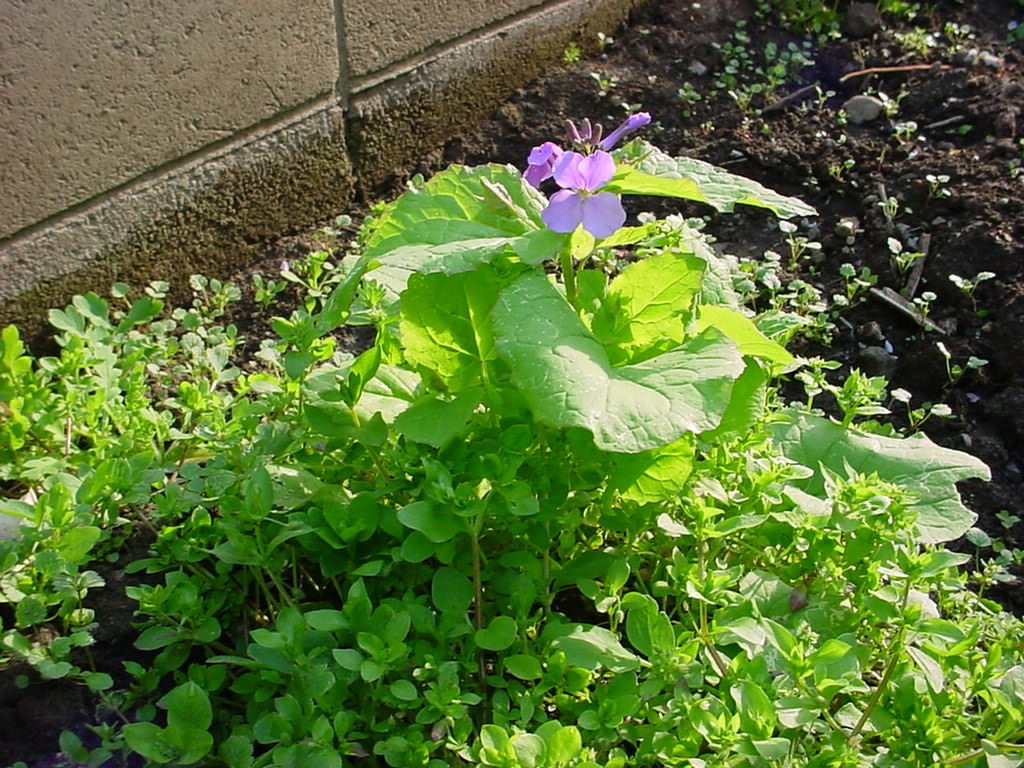 Hero爺 ブログ 019 Chinese Violet Cress 花大根 Hanadaikon
