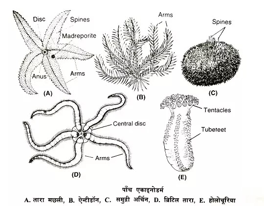 संघ एकाइनोडर्मेटा (Phylum Echinodermata): परिचय एवं परिभाषा, लक्षण, वर्गीकरण|hindi