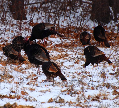 8. Turner turkeys-kab