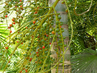 Ptychosperma elegans - Palmier solitaire du Queensland