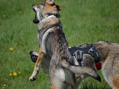 Dog Guards Treffen