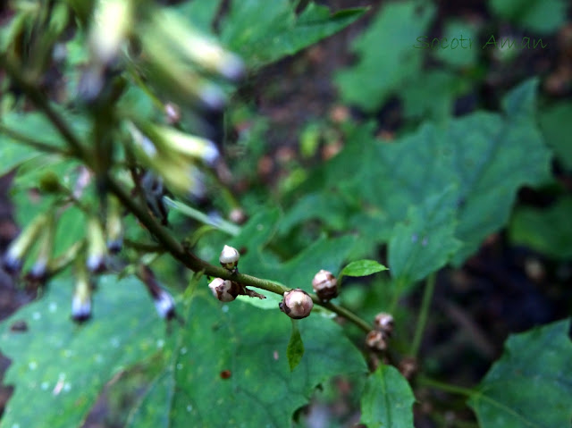 Cacalia farfaraefolia