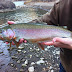 Animas River Fall Fishing Report