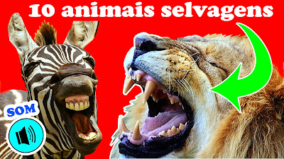 animais selvagens vídeo infantil