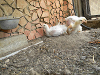 Como Hacer Bebederos De Agua Para Pollos