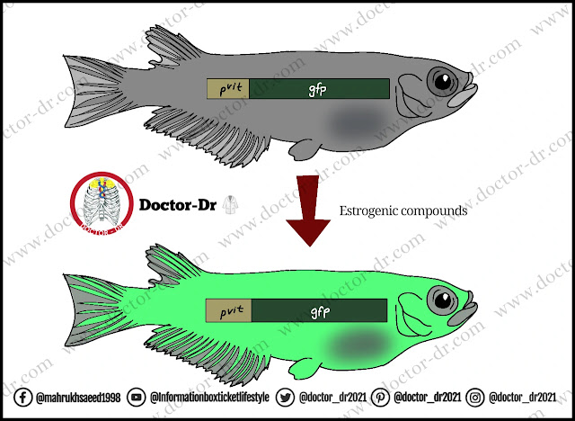 GloFish: An Illuminating Marvel of Genetic Modification in Microbiology and Biotechnology