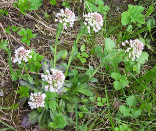 Alpine Pennycress