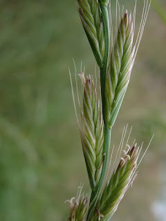 Alkali Rye, Leymus triticoides