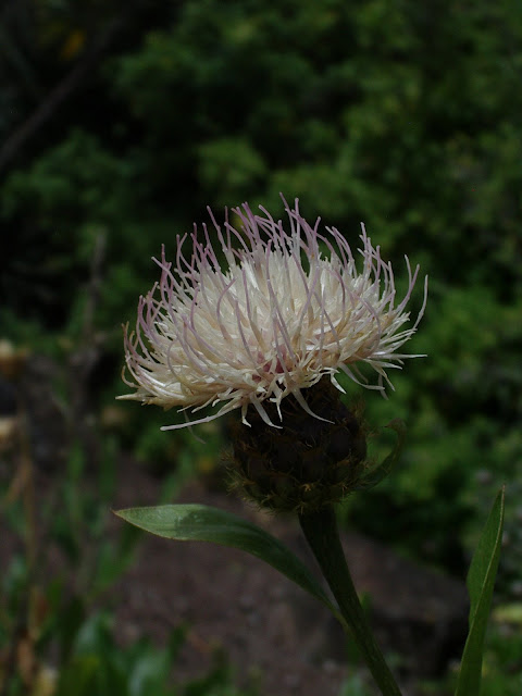 Cheirolophus duranii JBVC