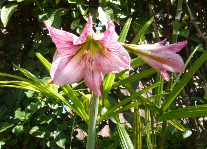 Greenfingers Bunga  Cantik dari Seberang