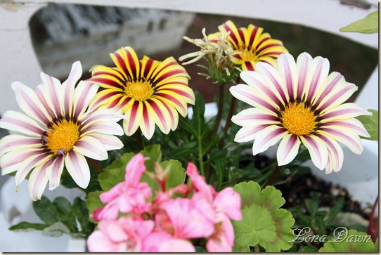 Gazania_BigKiss_WhiteFlame_Aug9