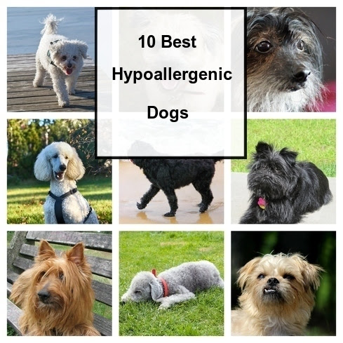 are mastiffs hypoallergenic dogs