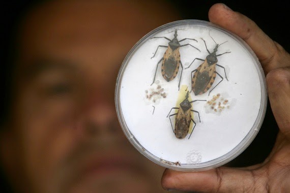 http://www.theatlantic.com/health/archive/2014/07/northern-virginia-ground-zero-for-kissing-bug-disease/374383/